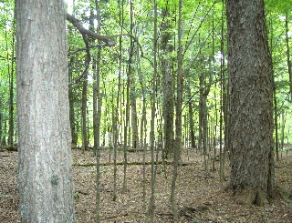 foret carolinienne